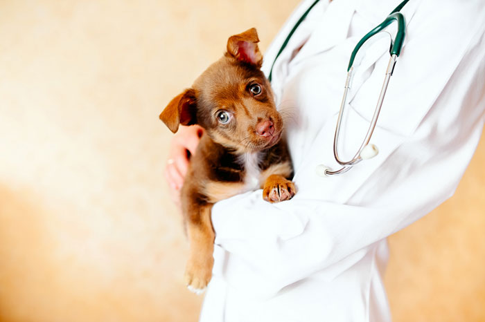 Médico veterinário é uma profissão em alta no mercado